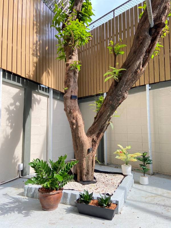 House in Sukhumvit 63 (Ekamai Soi 4) · 6 bedroom · 450 SqM · Floor 4 · Watthana, Bangkok · Photo 4 House in Sukhumvit 63 (Ekamai Soi 4) 6-bedroom Townhouse in Watthana, Bangkok – photo 4