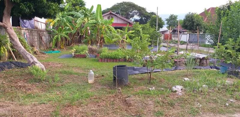 Fruit Tree Land Plot in Mae Rim, Chiang Mai · 352 SqM · Photo 2 Fruit Tree Land Plot in Mae Rim, Chiang Mai Land – photo 2