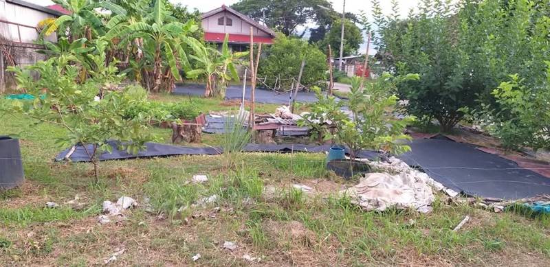 Fruit Tree Land Plot in Mae Rim, Chiang Mai · 352 SqM · Photo 3 Fruit Tree Land Plot in Mae Rim, Chiang Mai Land – photo 3