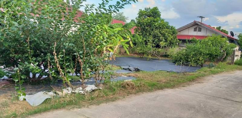 Fruit Tree Land Plot in Mae Rim, Chiang Mai · 352 SqM · Photo 4 Fruit Tree Land Plot in Mae Rim, Chiang Mai Land – photo 4
